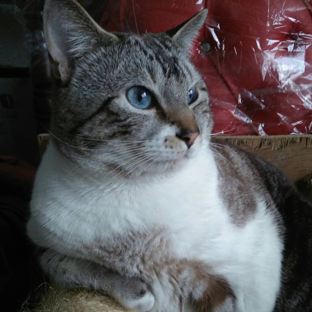 Lynxpointsiamesecat Twitter Search Twitter