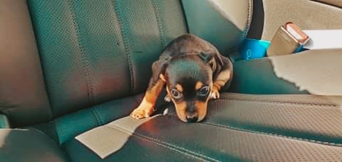 IAmGroot_2018's tweet photo. Gonna have a sister soon 
Meet Shelby https://t.co/j3tjn7gp3l