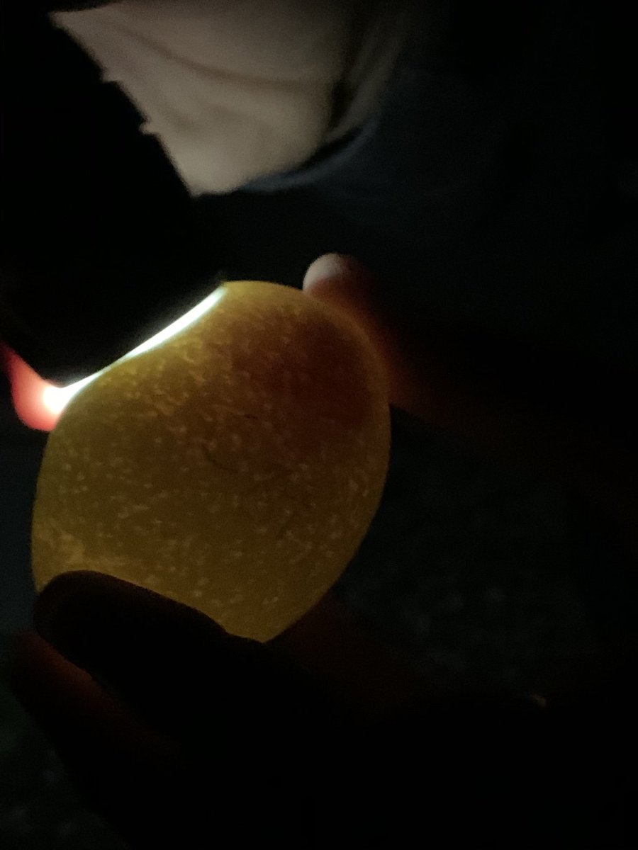 TOHS_CareerEdu's tweet photo. When your 3rd grader misses out on raising chicks in class, you try it at home. Out first batch was unsuccessful, hoping our eggs hatch. Thank you @PNathan4Kids for loaning us your incubator 🐣 #momscience #eggcandeling #sciencejournals #teacherkid https://t.co/T9hfQCxEQL