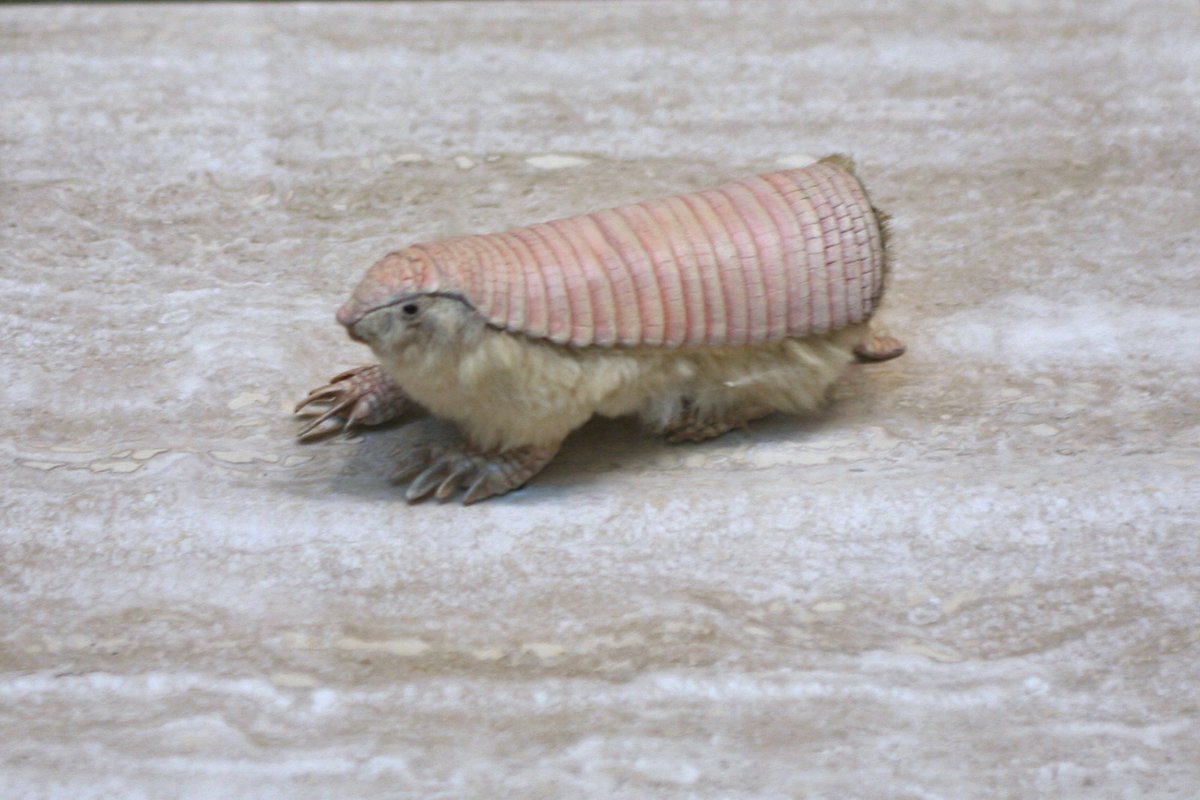 There's also the pink fairy armadillo (left, about the size of a squirrel) and the aptly named giant armadillo (right).