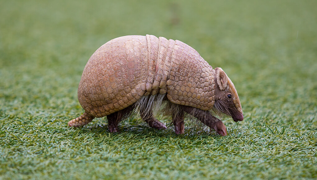 The common trope in entertainment is that armadillos can roll up into a ball as a form of protection. And that's...partly true.There are 21 different armadillo species. Only 3-banded armadillos in the Genus Tolypeutes (Brazilian & Southern) can actually roll into a ball.