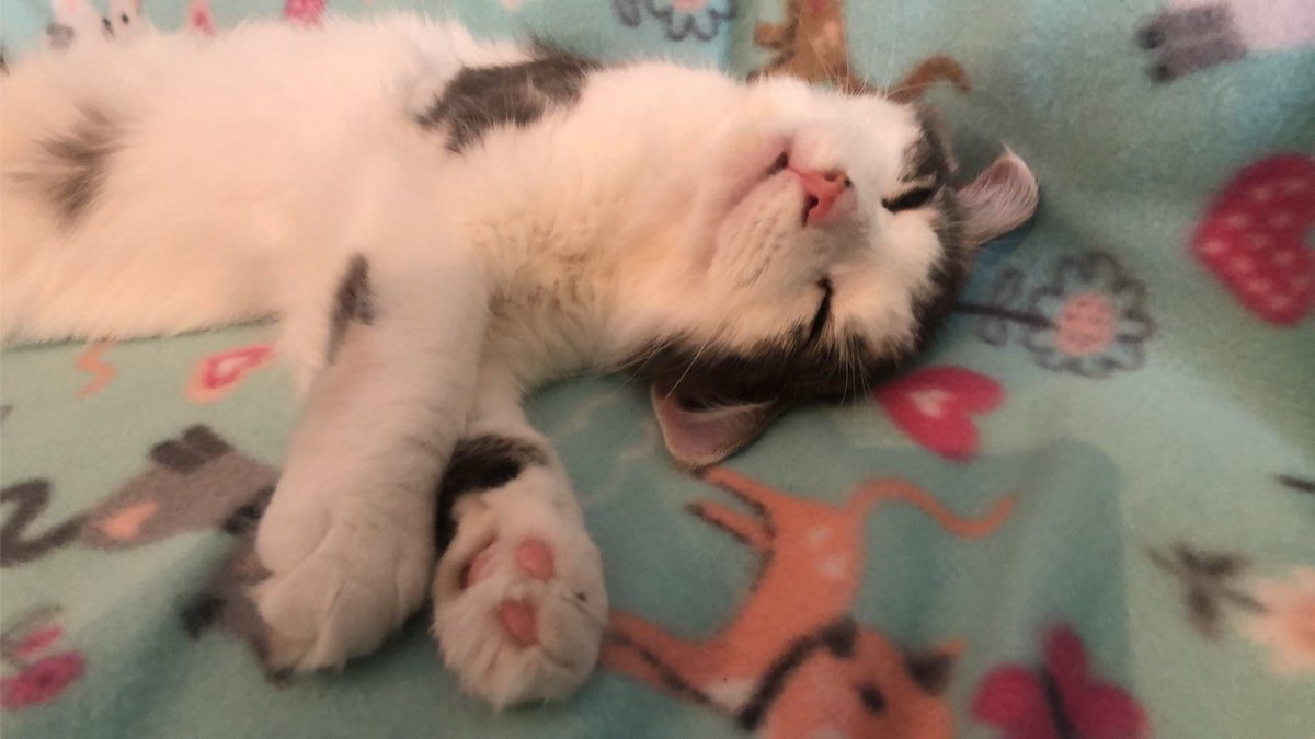 Oh to be a cat