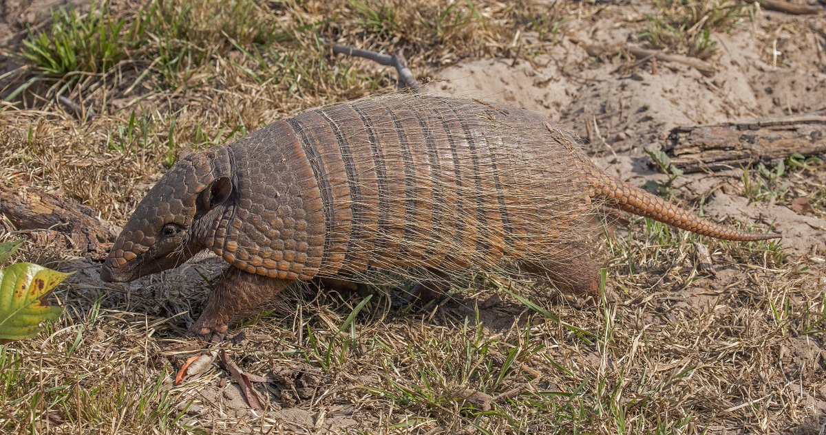 Many (though not all) armadillo species are identified by the number of bands on their carapace. There's the 6-banded armadillo (right) and the 9-banded armadillo (left), as well.