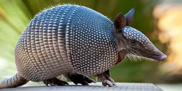 Many (though not all) armadillo species are identified by the number of bands on their carapace. There's the 6-banded armadillo (right) and the 9-banded armadillo (left), as well.