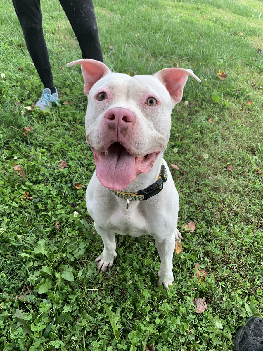 Zion S Mission Animal Rescue Zionsmission Twitter