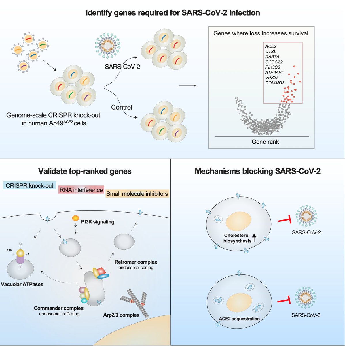 As promised, here’s an overview of our study to find host factors required for SARS-CoV-2 infection in human cells. We use a genome-wide CRISPR screen to identify genes (& key mechanisms) that might be therapeutically targetable to prevent viral infection.