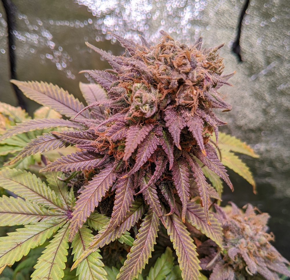 DutchPassion_'s tweet photo. ๐ท๏ธ Name: Passion Fruitโ
โ Genetics: Sweet Pink Grapefruit X Orange Budโ
๐ฆ Grow system: Auto Potโ
๐ฝ๏ธ Nutrients: Biotabs Nutrients
๐ฆ Grow light: SolarSystem 1100โ
๐จโ๐พ Grower: Bob-Budโ
#PassionFruit #SweetPinkGrapefruit #OrangeBud #biotabs #dutchpassion https://t.co/6UPJ4QivxF