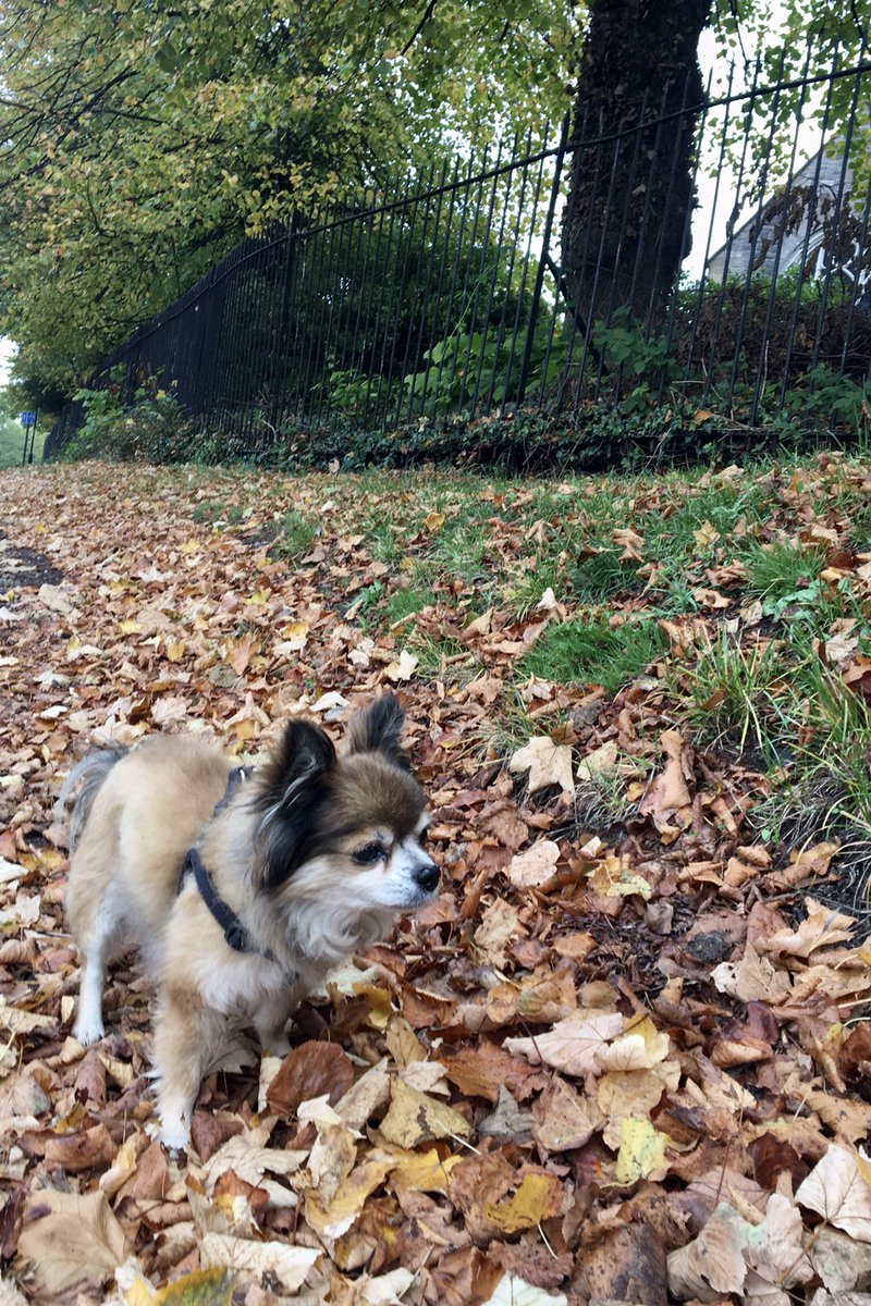 Almost camouflaged at this time of year. #DogsOfTwitter #Chihuahua #SeniorPupSaturday #Autumnwatch