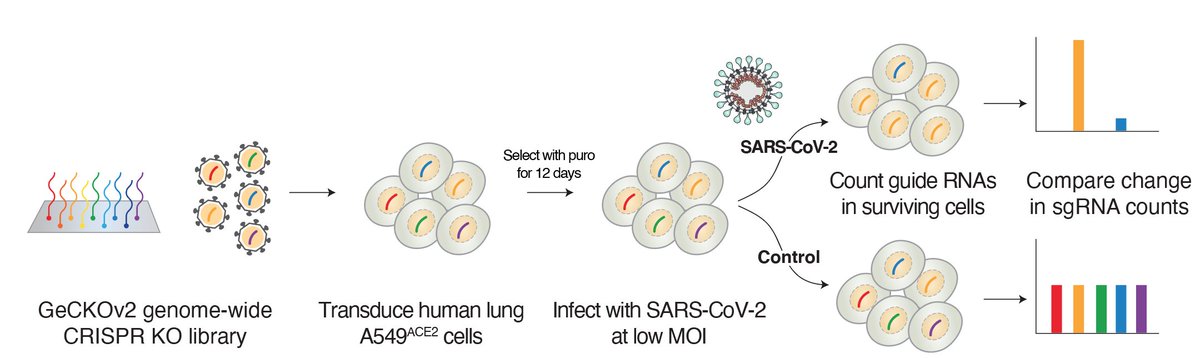 We then challenged the genetically diverse pool of human lung cells with SARS-CoV-2. Key question: Which cells survive the virus and what CRISPR target enabled survival?