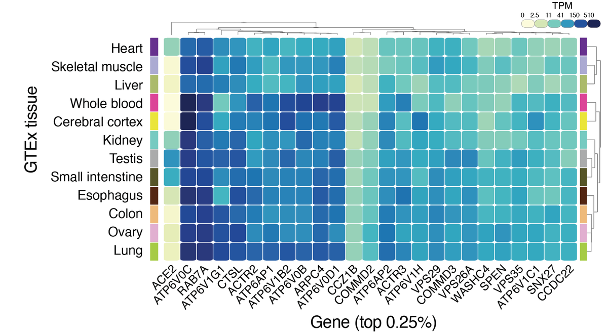 The majority of these top-ranked genes are broadly expressed across tissues and many are involved in intracellular transport & endosome function: