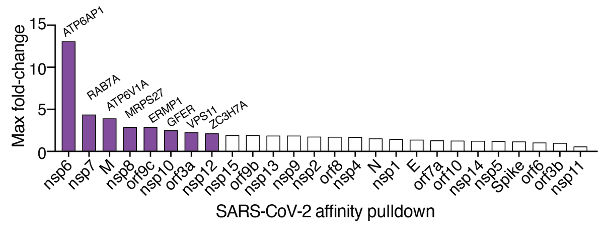 Using proteomics interaction data from  @KroganLab,  @gingraslab1, and  #BrianRaught, we found that several of the top-ranked genes from our screen were previously shown to directly interact with SARS-CoV-2 viral proteins:
