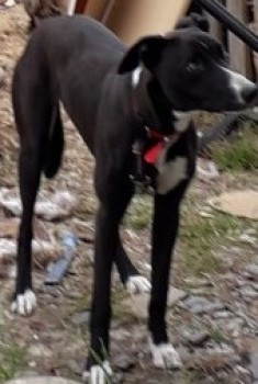 millypod1's tweet photo. 🆘#STOLEN B & W Lurcher Female @NWPolice
From Home in
#Nasareth nr #Penygroes #Gwynedd #Wales #NorthWales #LL54
The perpetrator has been described as most probably Polish as they spoke to a neighbour and are pictured on CCTV.
SIGHTINGS PLZ ☎️07380 399016
https://t.co/kacHB6w83Q https://t.co/MYHt1wNH7E