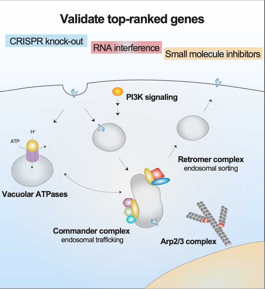 To validate our genome-wide screen and quantify the impact of each top-ranked gene on viral infection, we used several approaches, including gene knock-out (CRISPR), knock-down (RNAi), and small molecule inhibitors.