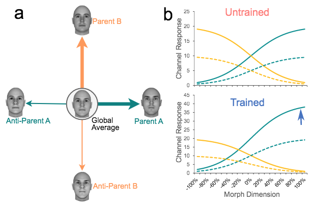 Adaptation aftereffects reveal how categorization training changes the encoding of face identity.