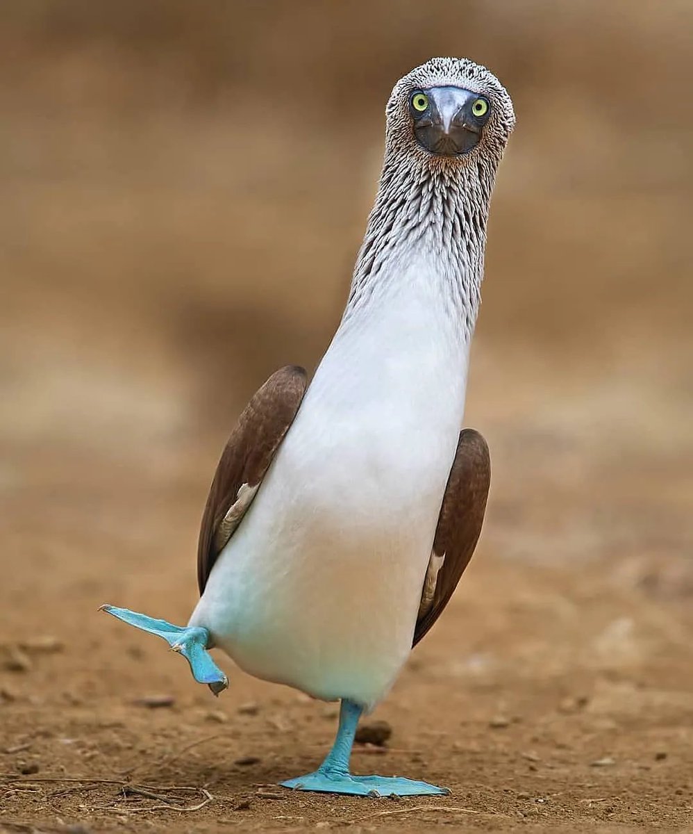 robert_omalley's tweet photo. I know my fellow Coventry fans need cheering up so here’s a photo of one of a blue footed booby &amp; I’d also like to inform you that Wasps are losing. No need to thank me https://t.co/Q4e6Z1nZgn