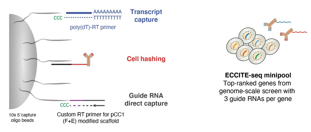To get a better understanding of mechanisms that drive viral resistance, we decided to capitalize on ECCITE-seq (from our friends  @NYGCtech) to pair CRISPR screens with single-cell RNA-sequencing.
