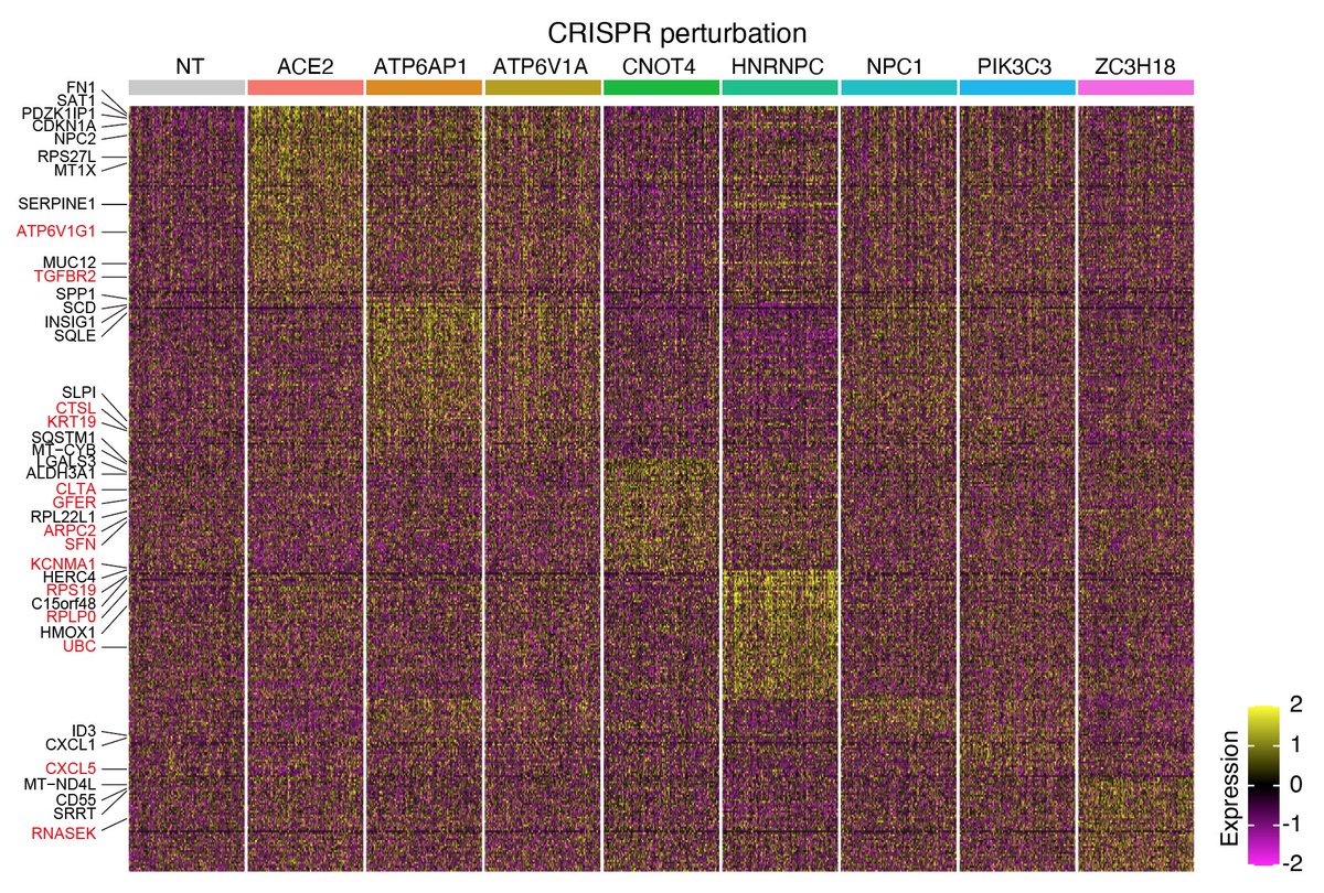 ENTER THE MATRIX! Looking at differential gene expression, we found that loss of some of the top-ranked genes created distinct changes in gene expression. Each column is a single-cell with a CRISPR targeting the gene shown on the top.
