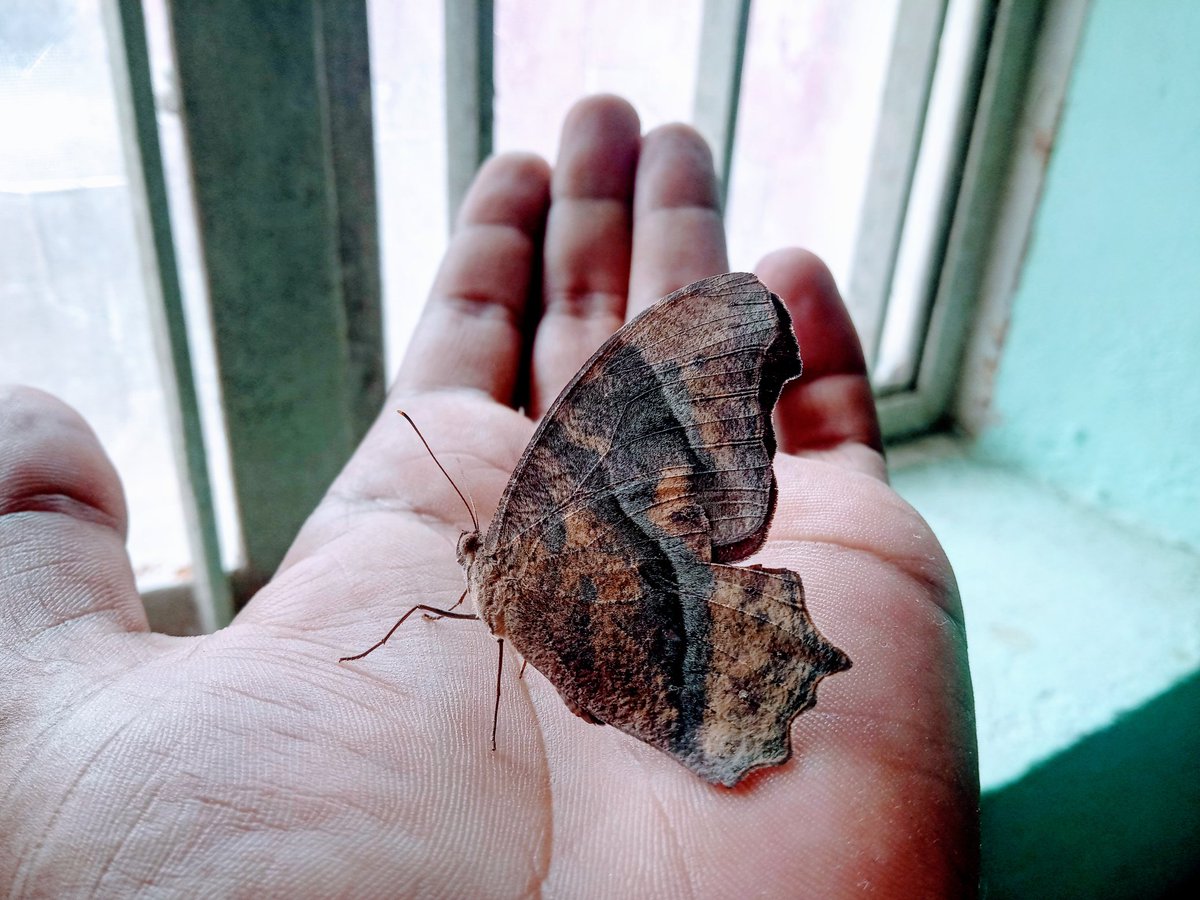 singhgovind1999's tweet photo. #Butterfly enters the house, spreads #joy &amp; #positivity.....

#butterflies🦋
#govindsinghclicks https://t.co/p6l0eYJ8u8