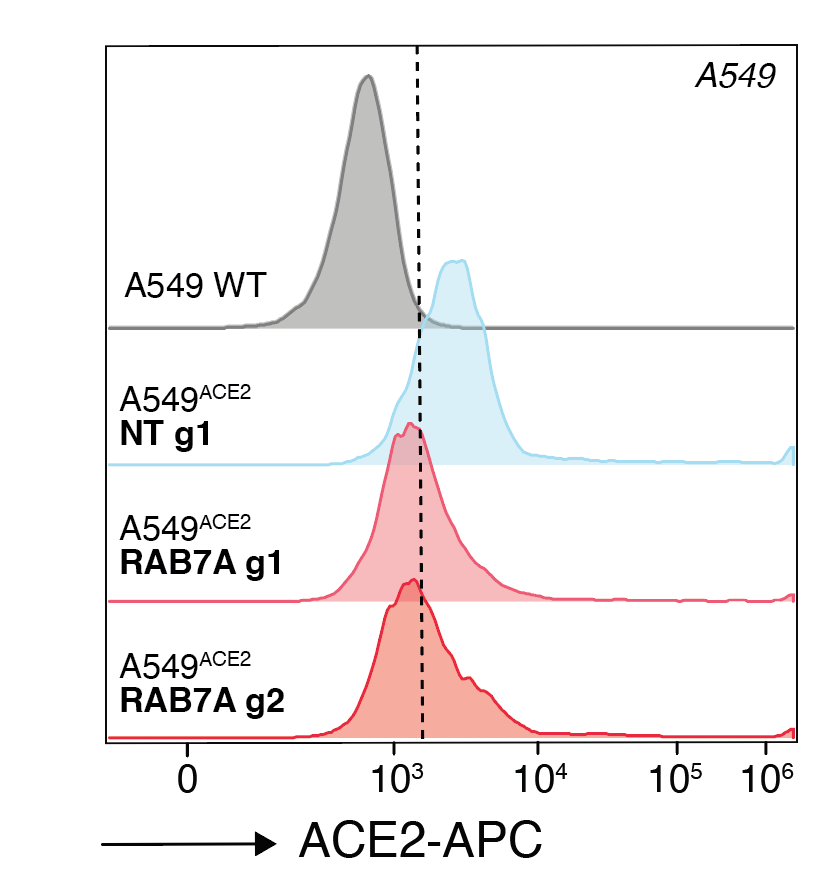 We zeroed in on one gene, RAB7A, that appears to do just that. When cells lose RAB7A, the ACE2 on the cell membrane is reduced, which we can measure by flow cytometry. It seems that instead ACE2 just accumulates inside the cell.