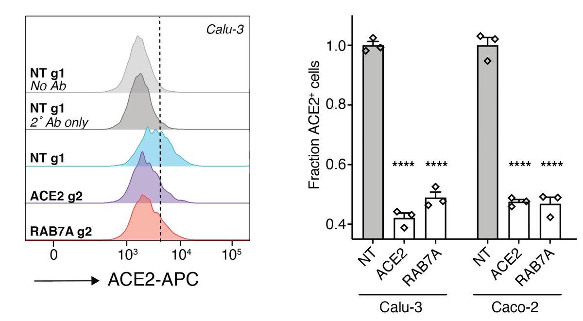 Since our cells were engineered to overexpress ACE2, we wondered whether we would see the same effect of RAB7A loss in other human cells. We do! It’s great to see that even genes identified using ACE2 overexpression cells translate to cells w/ endogenous ACE2.
