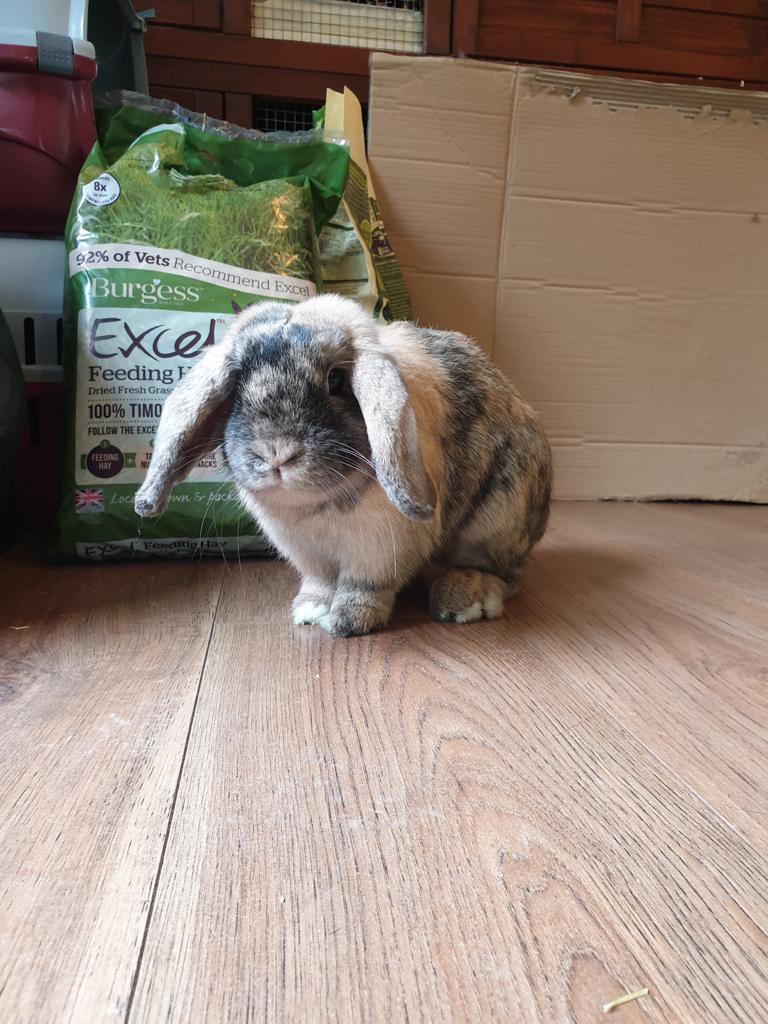 char95237's tweet photo. @jansportnyc Chocolate chip 😂🥺 https://t.co/Kls19DRlhe