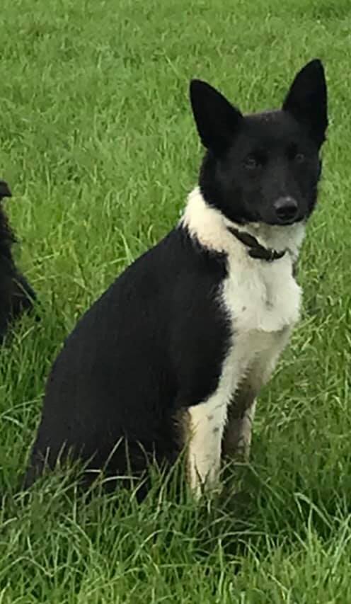 hodder_showcow's tweet photo. MISSING!!
 
A collie dog just under 1 called bell
Missing from the Chaigley area
Thank you https://t.co/0TOWNQ42v8