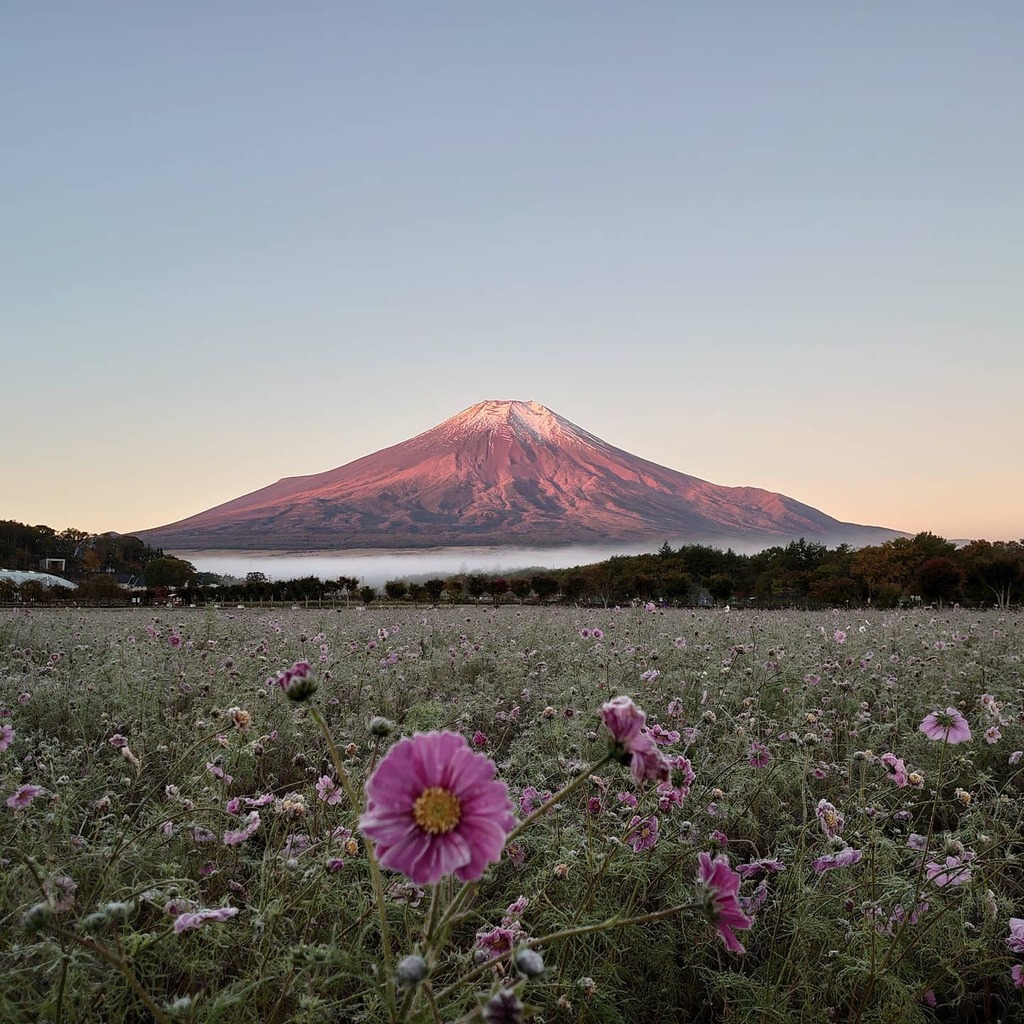 山中湖観光情報 おはよう富士山 コスモス畑 は 霜が降りて冷凍されてしまいました 泣 Mtfuji 富士山 山中湖 Fujisan イマソラ イマフジ 冷凍コスモス T Co 8v9zfbamng