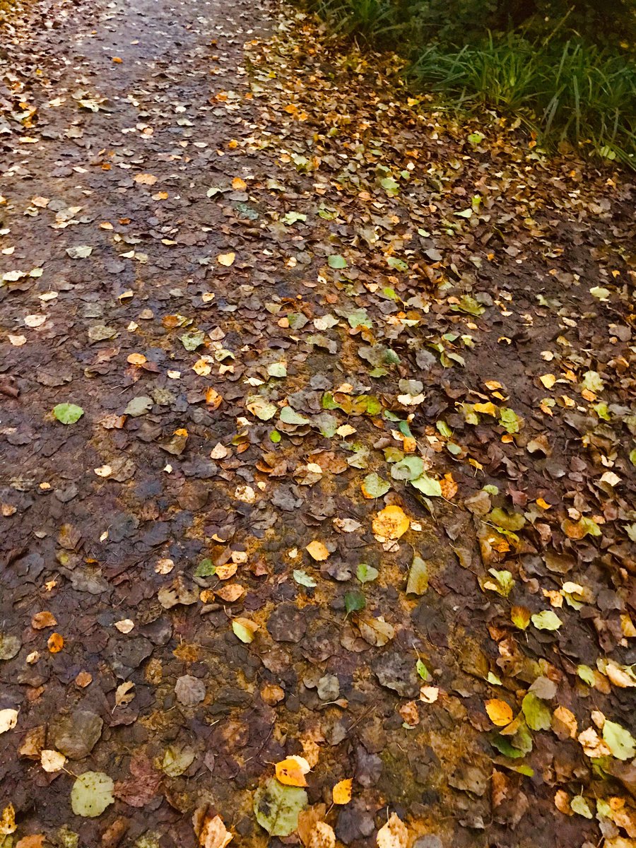 #OctoberRain #Autumnwatch #autumncolours #autumnvibes #AutumnLeafWatch 🍁🍂🍁