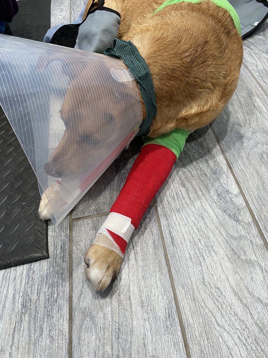 shelbae07's tweet photo. I used to dread bandaging extensive wounds but since working with this guy the past week I’ve gained so much confidence 😍 https://t.co/gIp3HQVQNk