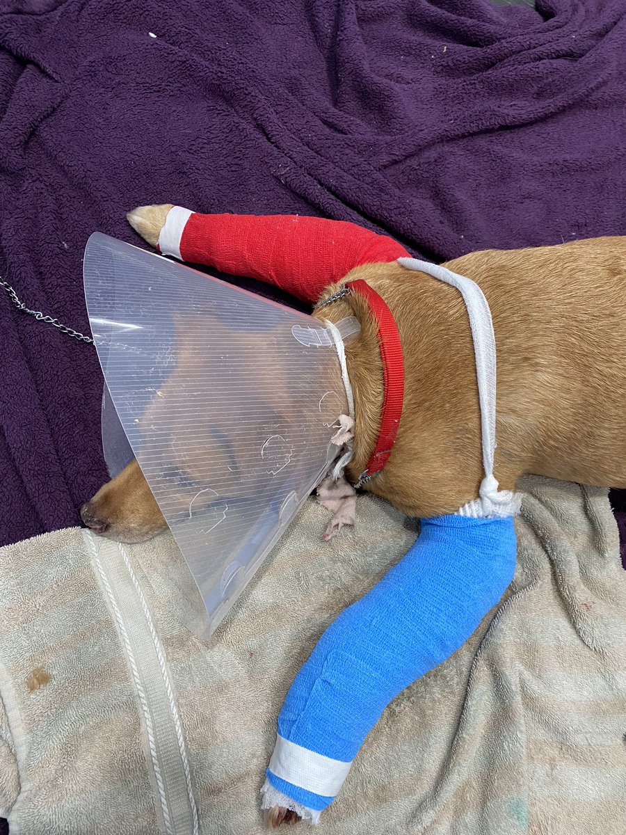shelbae07's tweet photo. I used to dread bandaging extensive wounds but since working with this guy the past week I’ve gained so much confidence 😍 https://t.co/gIp3HQVQNk