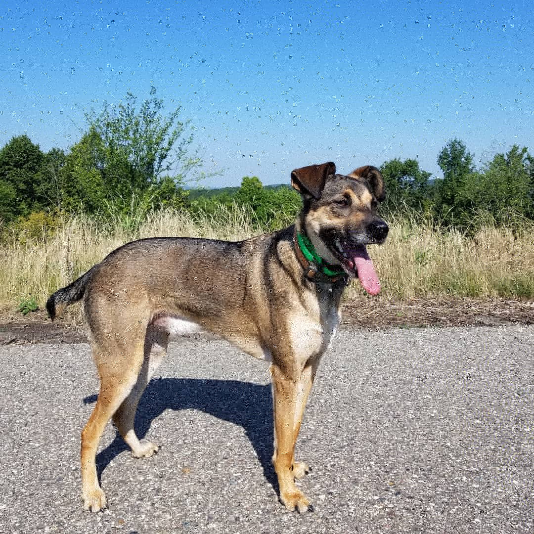 cvictim's tweet photo. @LimitedRunGames Probably my pup Ranger https://t.co/VL5qS0BqoU