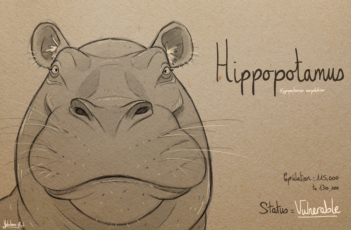 YdolemArt's tweet photo. Inktober day 24 : The Hippopotamus
source : @WWF
#inktober #inktober2020 #animals #animal #endangeredspecies #hippopotamus #wwf #illustration #sketch #art #nature #livingplanetreport #LPR20 #livingplanet #climatchange #climateemergency https://t.co/ChKIwG7IOM