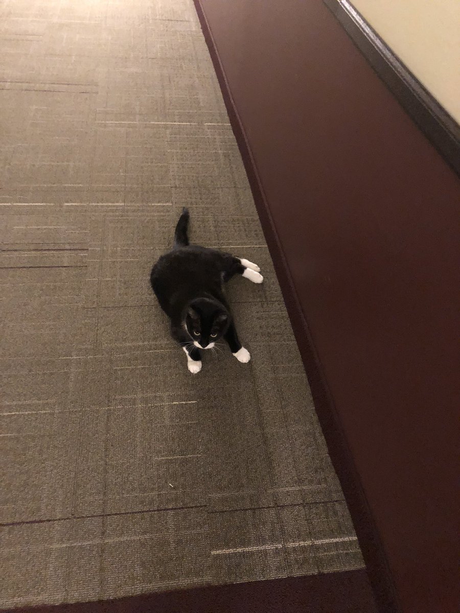 I have escaped again into the hallway....catch me if you can bwahahahahahahaha!! #CatsOnTwitter #catsofinstagram #CatsOfTheQuarantine https://t.co/4RAVqR7kfu