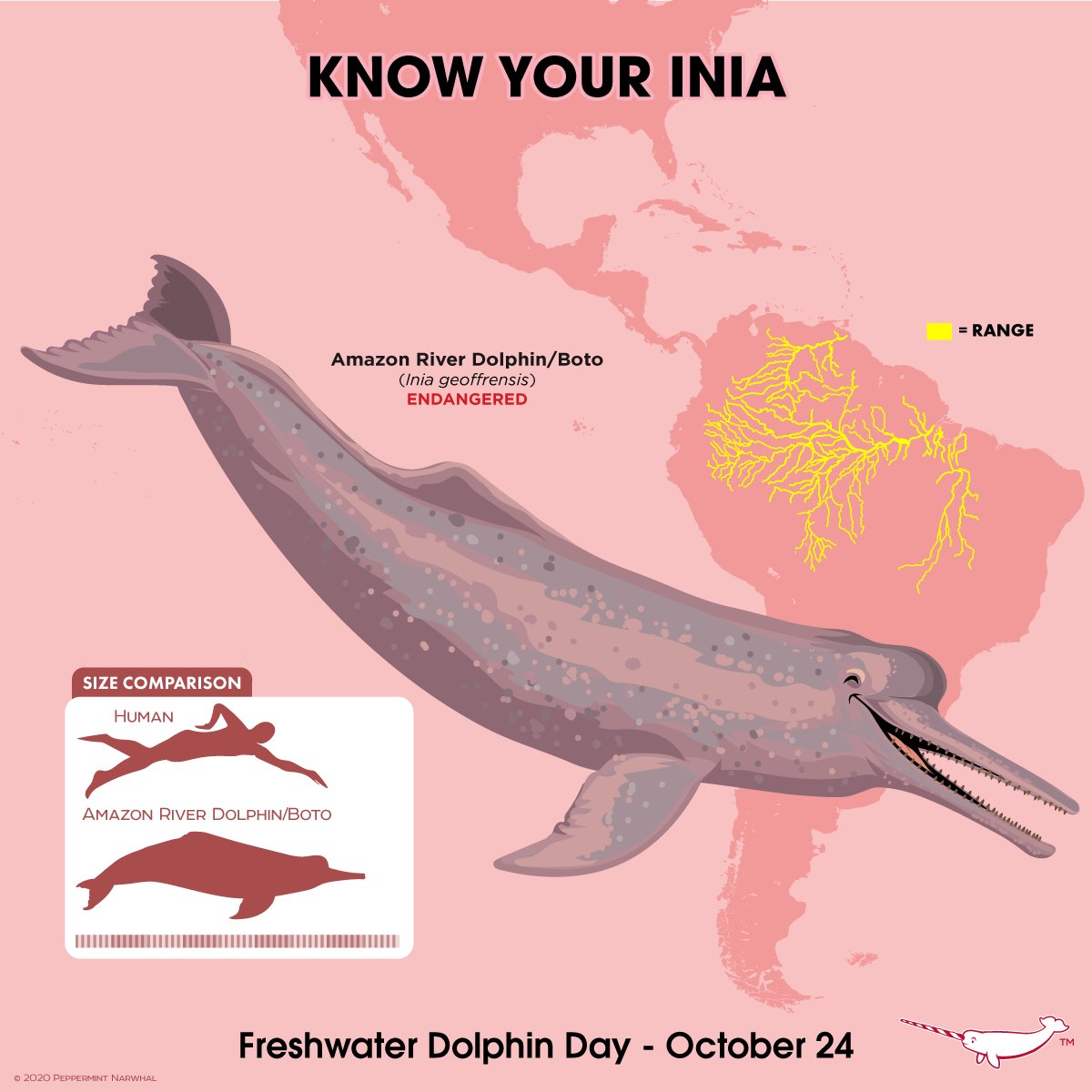 Peppermint Narwhal On Twitter Happy Freshwaterdolphinday Knowyourinia Amazonriverdolphin Or Boto 2021 Peppermintnarwhal Animal Holiday Calendar Https T Co Rcmzro03d3 Animal Face Masks Https T Co 48budcetnr Redbubble Https T Co peppermint narwhal calendar 2021