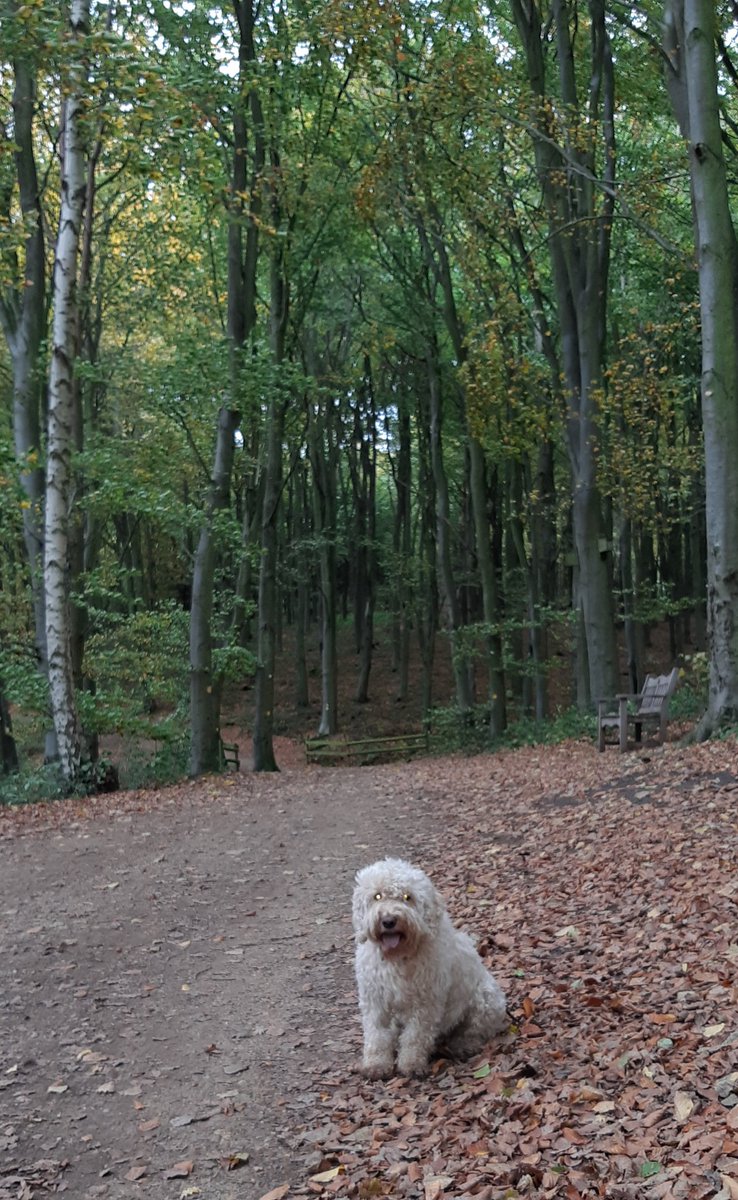 brunocockapoo's tweet image. Trip out today to #RutlandWater. Here I am in the woods with rather spooky looking eyes ready for #Halloween