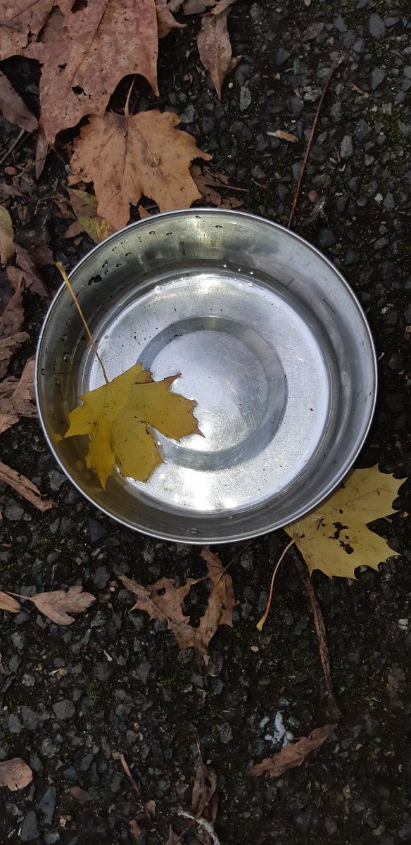 brunocockapoo's tweet image. The humans had hot choc and birthday cake all I got was a few treats and a bowl of water