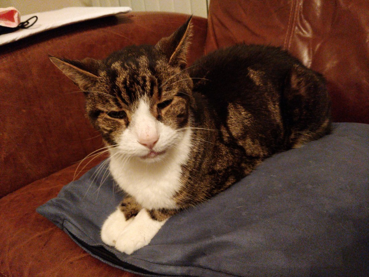 BrumwellJasper's tweet photo. I feel like everyone quite often forgets my role as vicarage supervisor... Rev @SuzanneBrumwell definitely wouldn't get her work done without my help... #VicarageCat #HelpingCat 💻🐈 https://t.co/xYd4tfGUKq