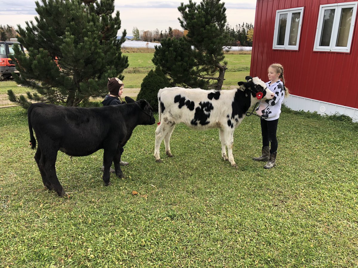 Cormack had its Covid cow show today.  Our fall fair was canceled this year so the kids wanted to have there own at the farm.  The beef cross calves were a big hit this year.  We celebrated with homemade hamburgers after <a href="/jessmurph7/">Jessica Murphy</a> <a href="/SabrinaEMorris/">Sabrina Morris</a> @FLR_GovNL