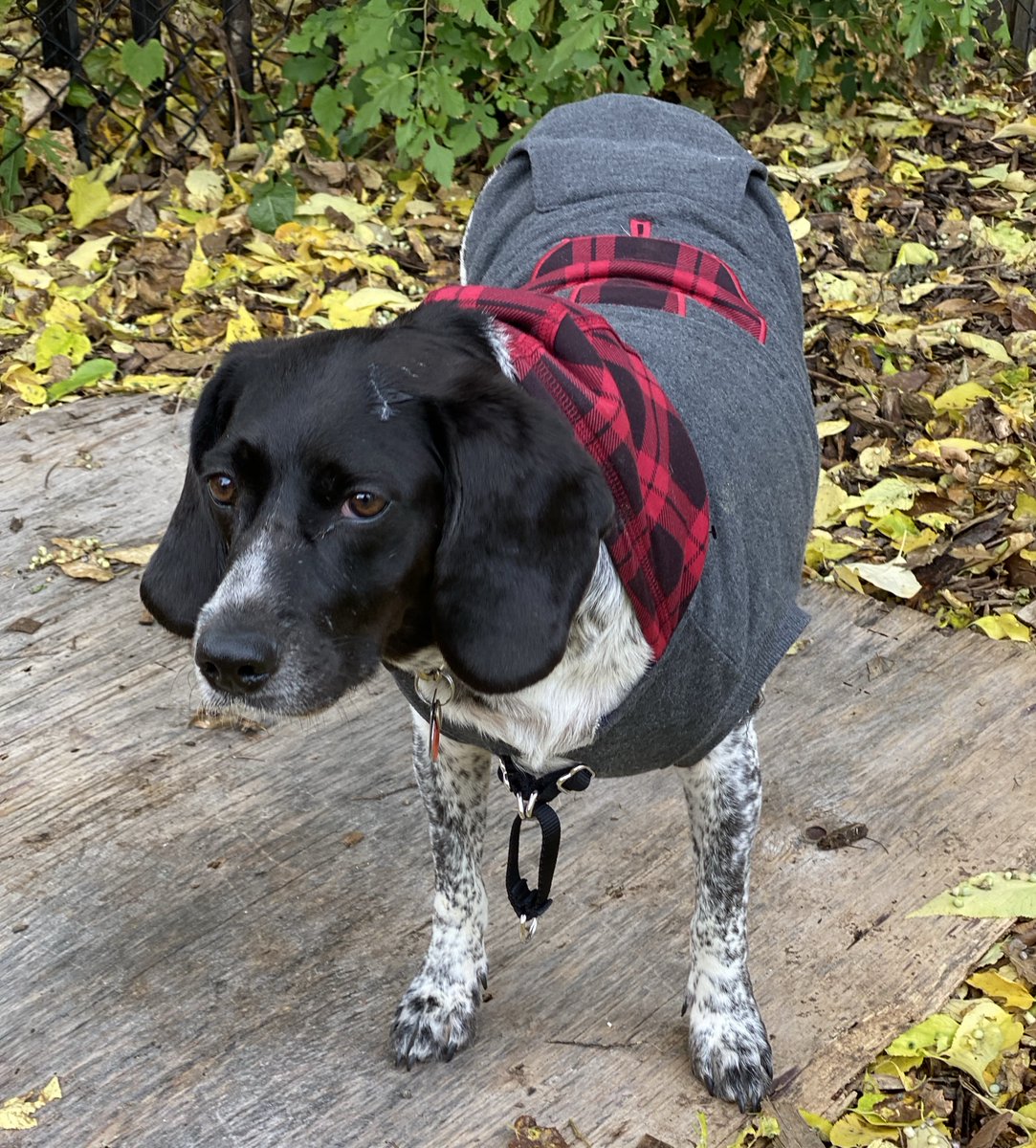 bowzershop's tweet photo. Fall fashions are in the air! 

#DogLife #BowzerShopper #CanadianDog https://t.co/sjCcSpsvT4