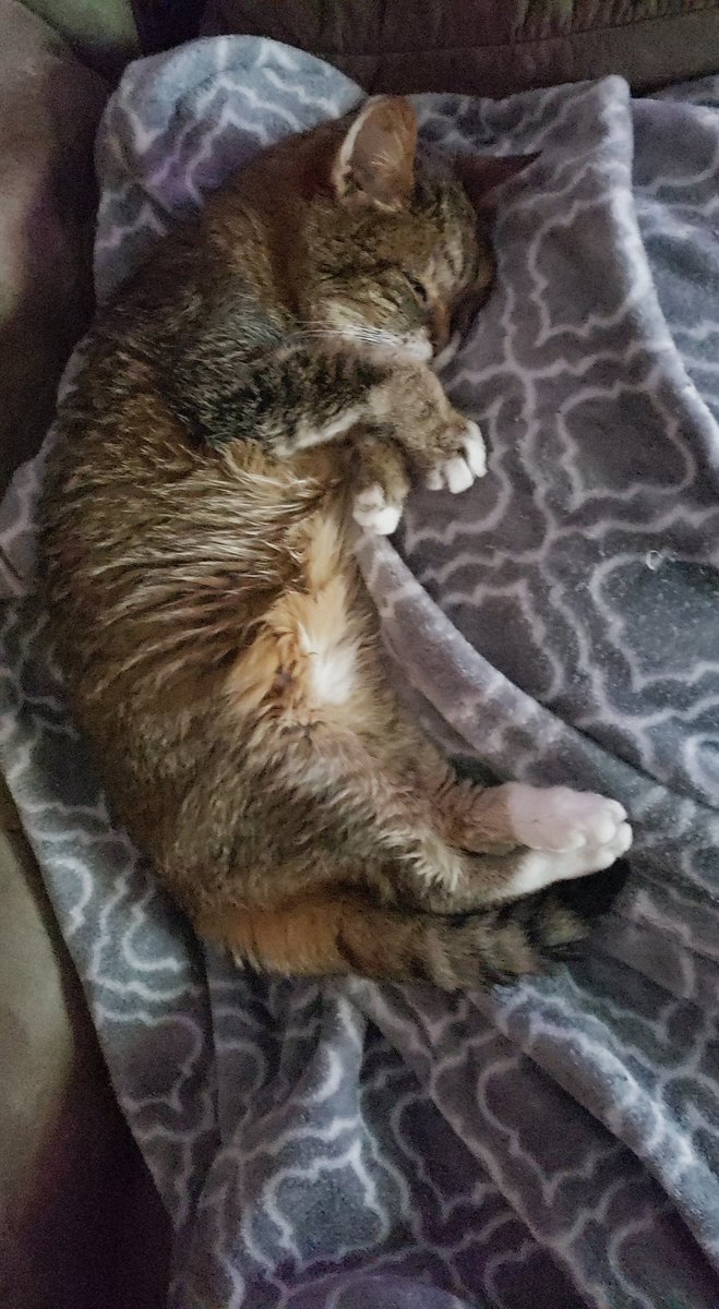Feather134340's tweet photo. Goodnight babygirl. I will love you and miss you forever. 22 years you gave me love and I'll never regret a second of it. I jus wish I had one more cuddle, one more nap, one more minute of your love. I'm absolutely shattered without you. 8/10/1998 - 10/24/2020. ❤ https://t.co/HqYmDJqdAy