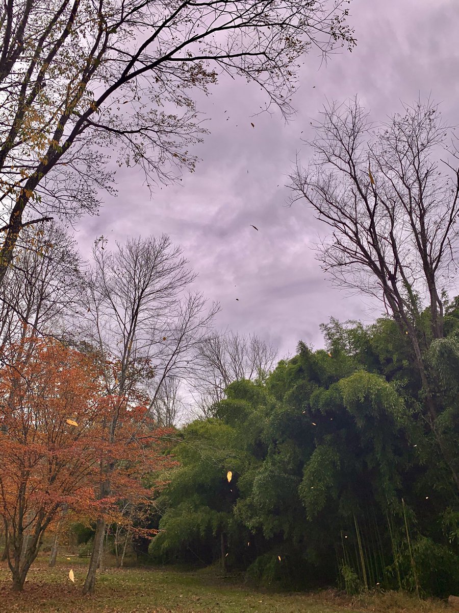 SNeal3105's tweet photo. Be still... and let the 🍁 Fall around you.😌 https://t.co/2jq0C4zvxM