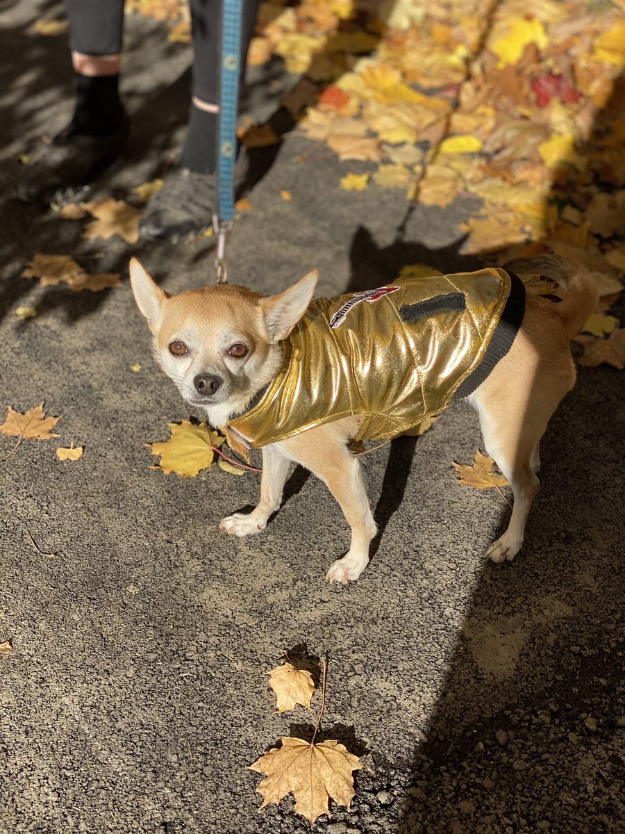 esperanza4hire's tweet photo. Another successful #dogsoftwitter walk with #ZiggyStardust #GoldenIsComing #dogsaregods Thanks for strolling @VilleWestmount with me @ComedyMontreal https://t.co/UTiFcp4vEg