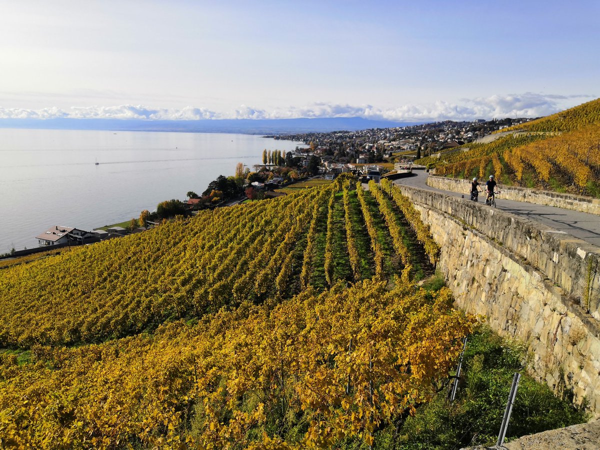 markoml019's tweet photo. A walk through Lavaux vineyards this afternoon. https://t.co/oKsZgH4uDW