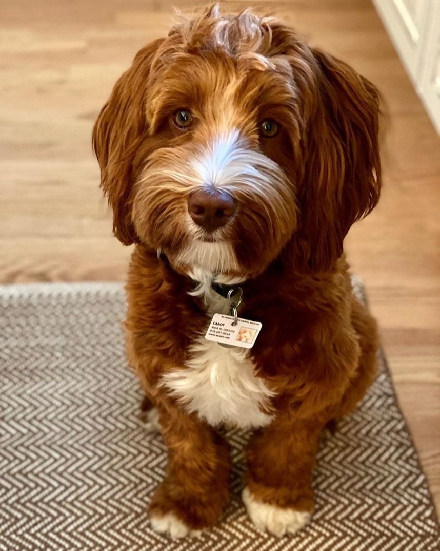 We're officially in love 🥰 // @cabotthedoodle 

bit.ly/3jta7KE