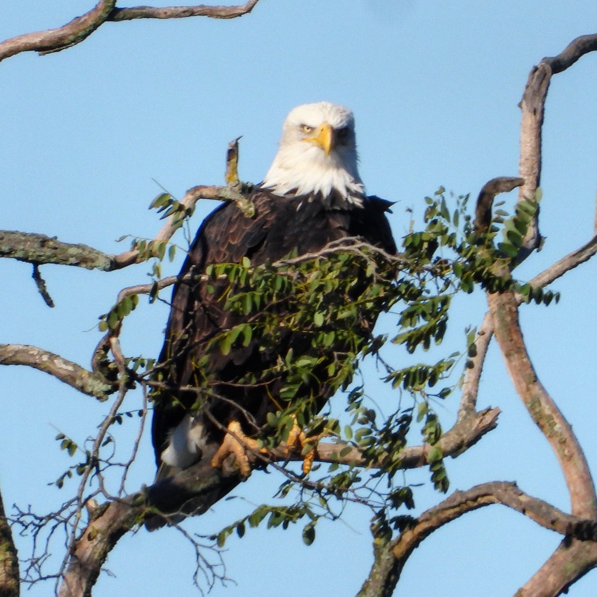 What fresh hell is this sez bald eagle - thereβs frost and ice on the puddles this morning!! πβοΈβ€οΈβοΈ #baldeagle #boundarybay #exploredelta #wildvancouver #birds #nature #wildlife #vancouverbirds #raptors #explorebc #hellobc #natgeo #sharecangeo #canadianwildlife 24 Oct 2020 https://t.co/hA4eil8xvq