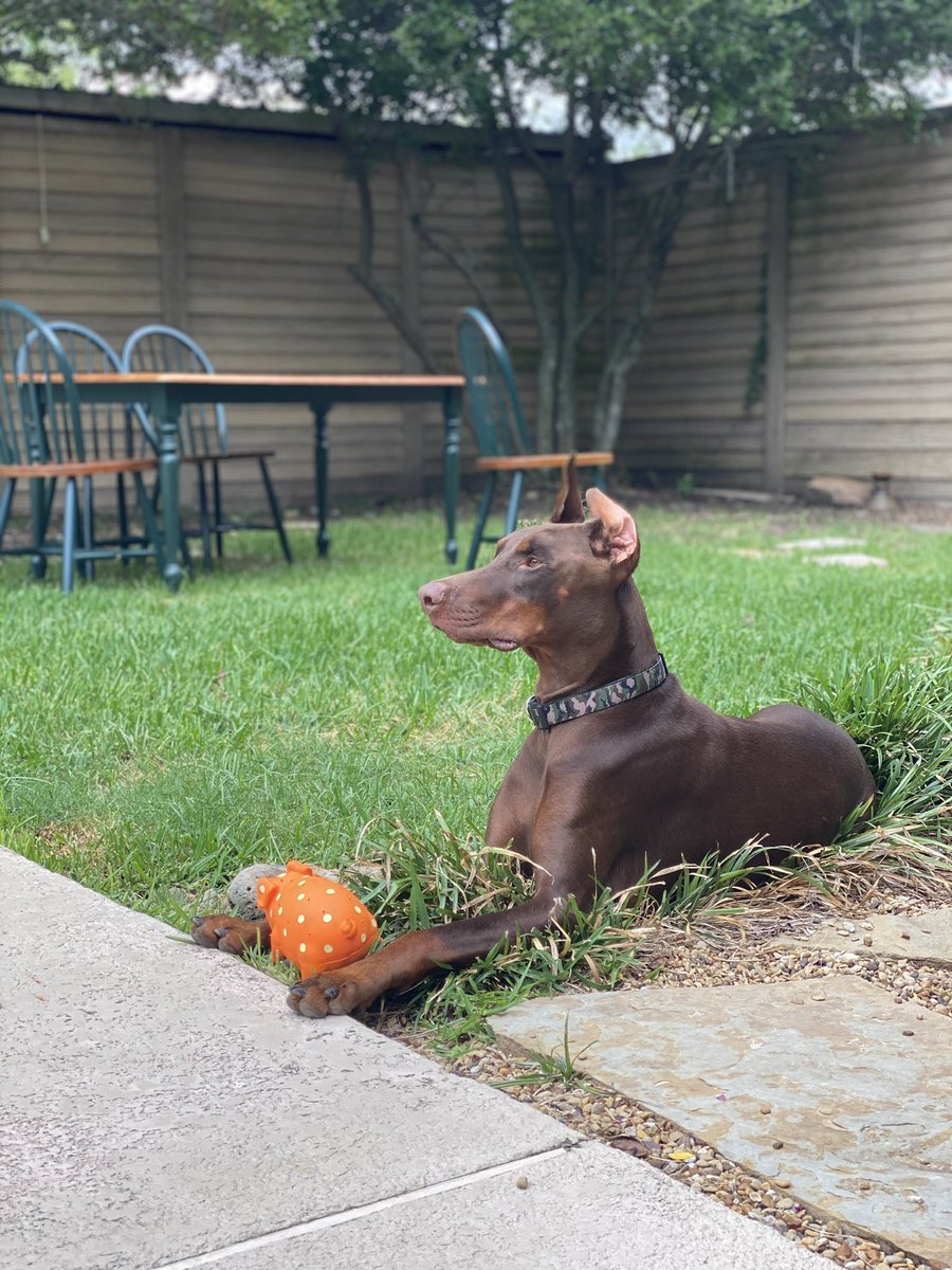 DFWGOAT's tweet image. RIP TO MY DAY1 !! DOOBIE ❤️LOVE U ALWAYS !