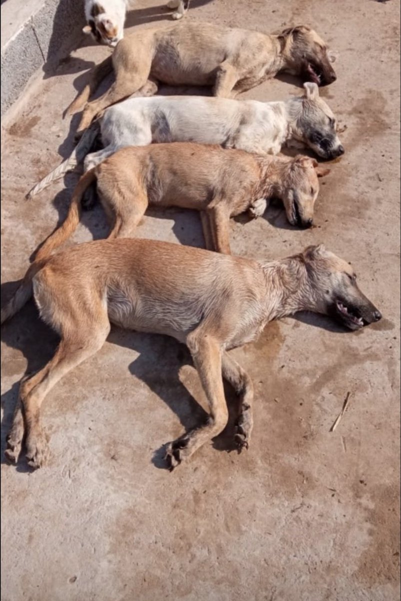 AsmaaHeartsZain's tweet photo. NO ONE has the right to deprive not just owned harmless vaccined dogs like those, but dogs in general, from living and breathing.
May God punish you HARD for that.
#Morocco #Agadir #AnimalRights https://t.co/Okk4q7zQYe