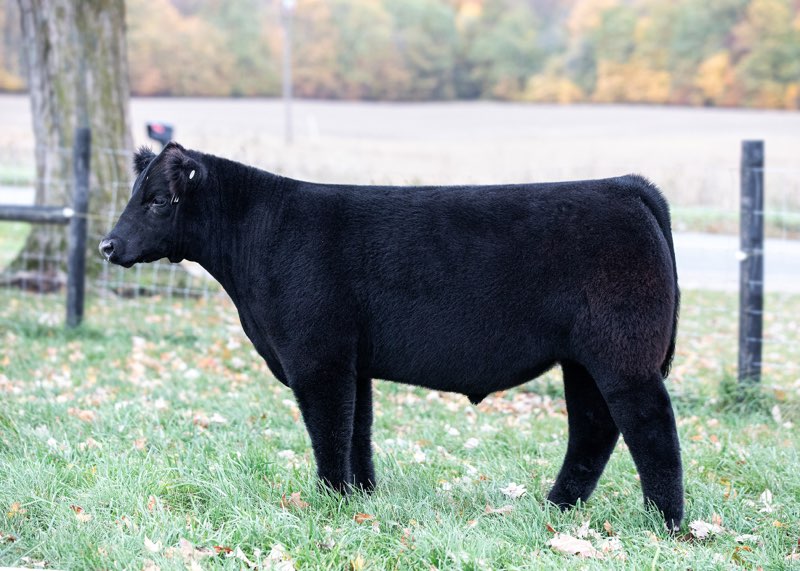 Phillips Cattle Co tweet media
