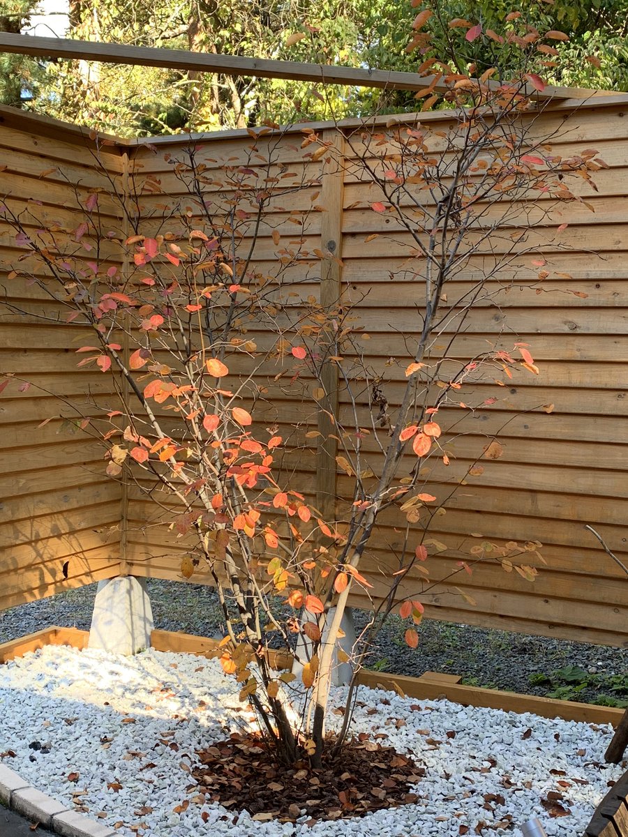 たてしな麓八 ﾛｸﾔ 客室 たてしな の お庭のジューンベリー 夏にうっかりして瀕死状態でしたが どうにか生き延び 苦笑 綺麗に紅葉しました もうだいぶ落葉していますが 来年はもっと綺麗な紅葉を見せてくれるでしょう