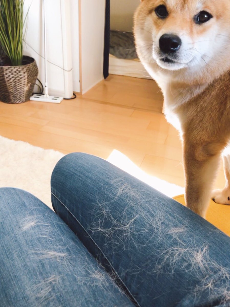 たちゅのこ姫 新感覚 意味のない外起毛と 目を細めて見るとダメージ加工風ジーンズ こりゃ売れないね たちゅのこ姫 新感覚 意味のない外起毛と 目を細めて見るとダメージ加工風ジーンズ こりゃ売れないね